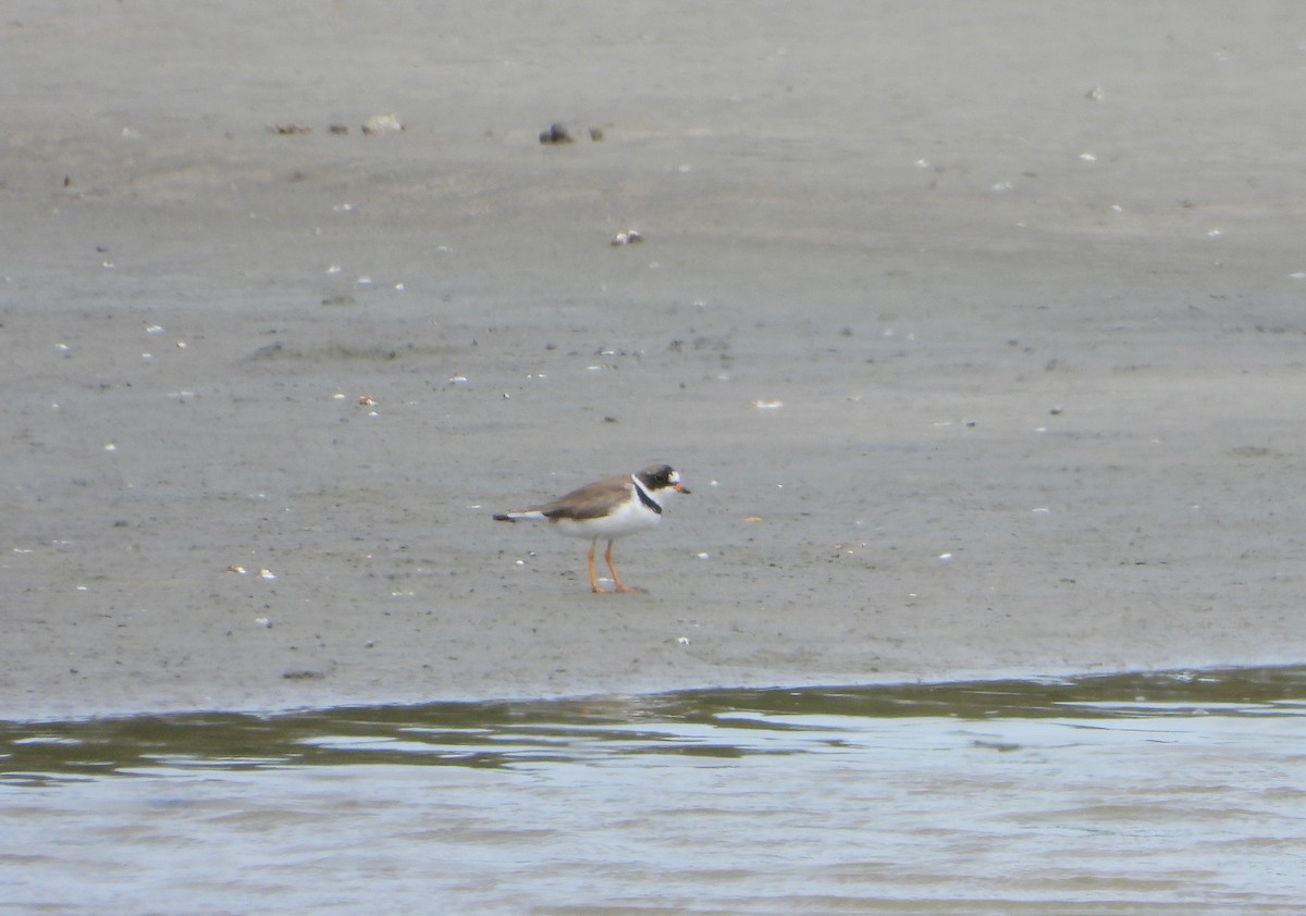 Semipalmated Plover - ML618155696
