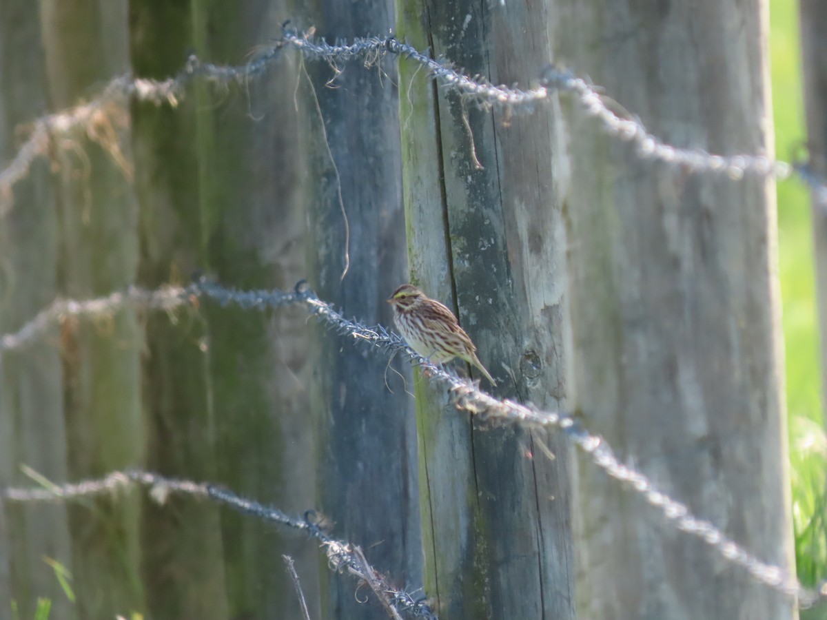 Savannah Sparrow - ML618155699