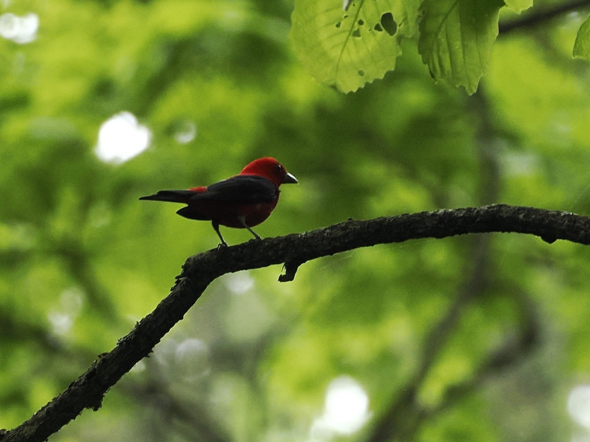 Scarlet Tanager - ML618155714