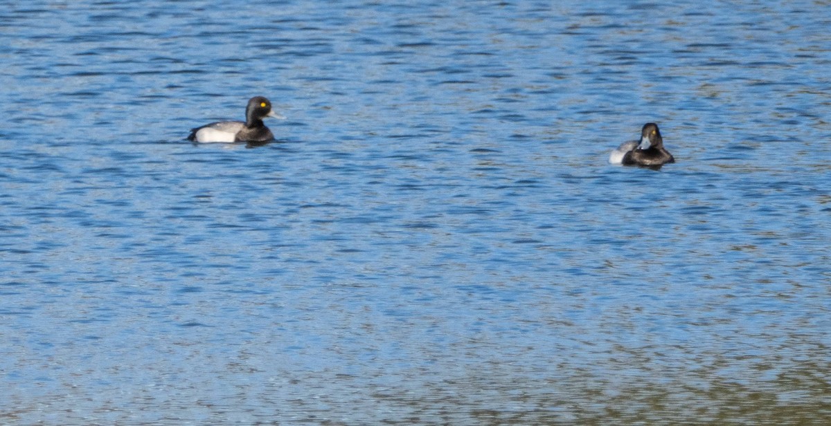 Greater Scaup - ML618155765