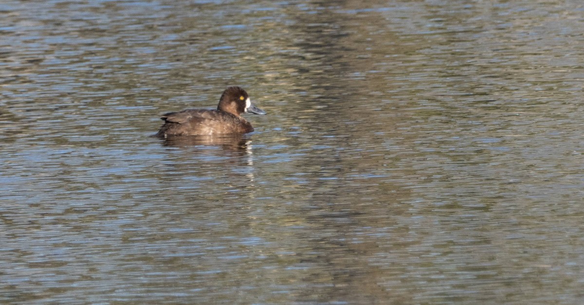 Greater Scaup - ML618155766