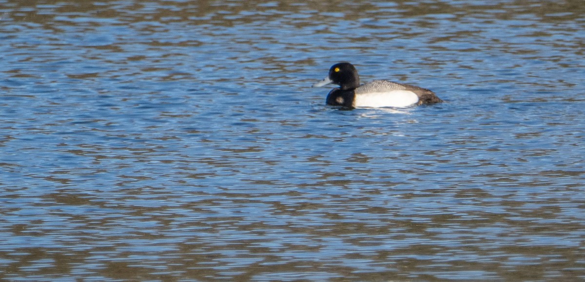 Greater Scaup - ML618155767