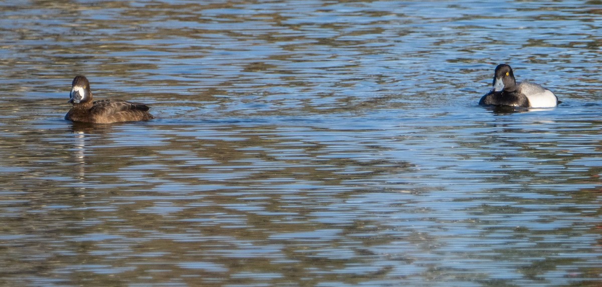 Greater Scaup - ML618155768