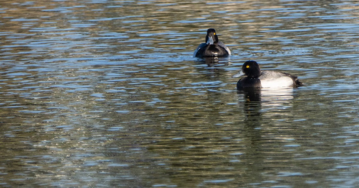 Greater Scaup - ML618155769