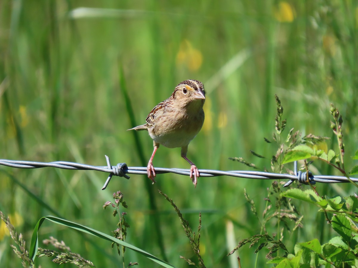 Grasshopper Sparrow - ML618155779