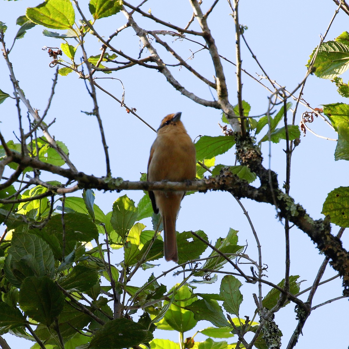 Brown Tanager - ML618155799
