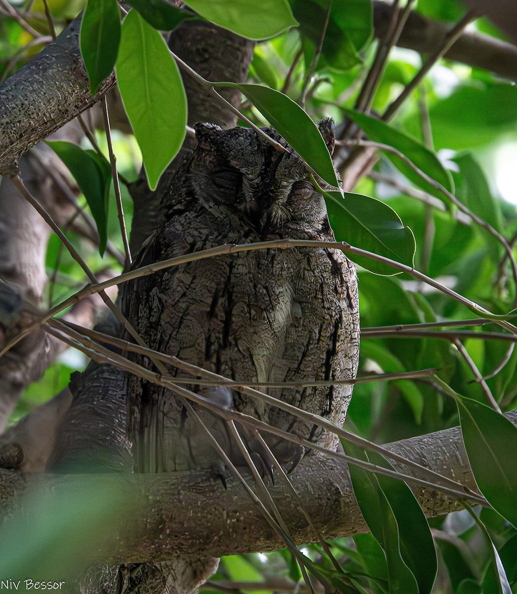 Eurasian Scops-Owl - Niv Bessor