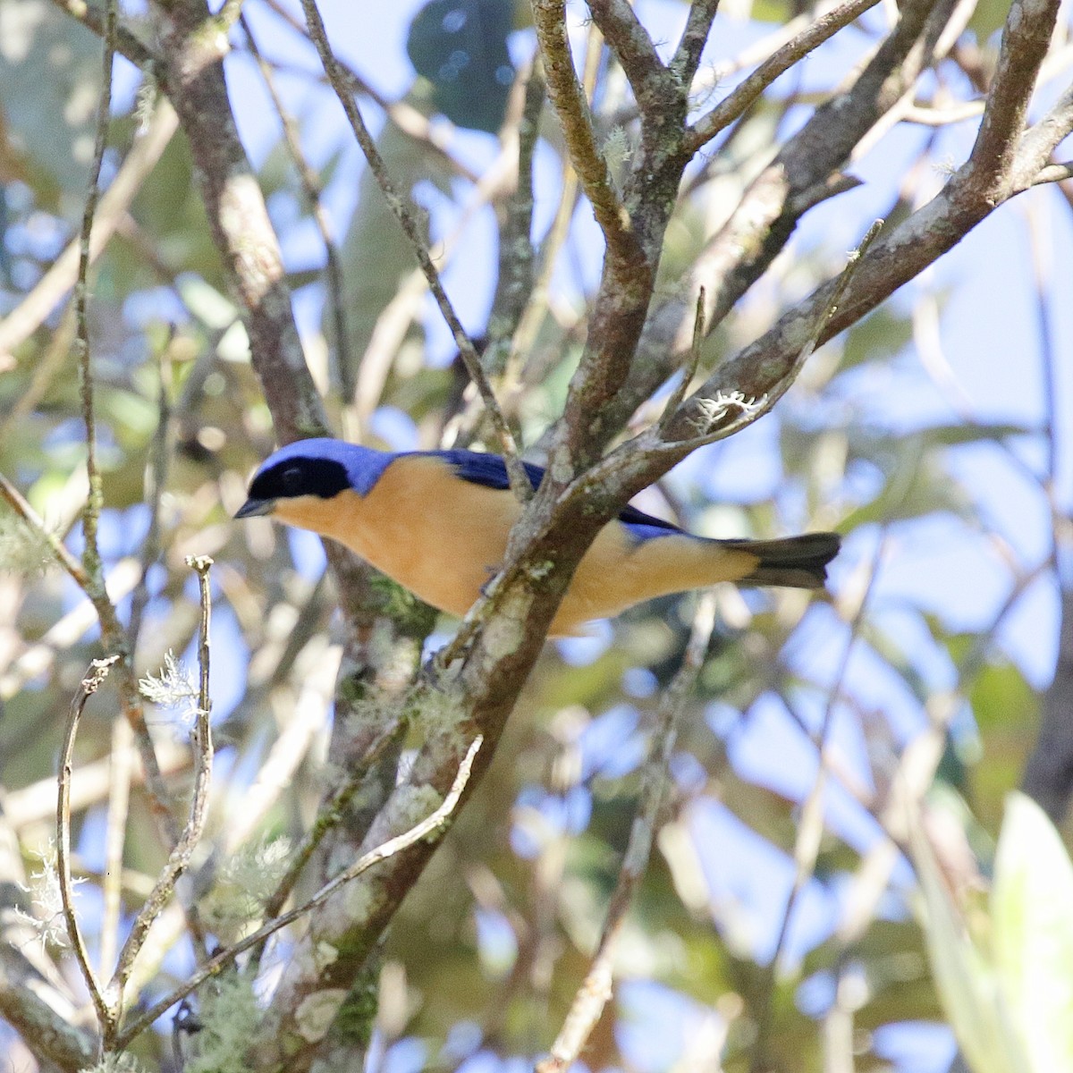 Fawn-breasted Tanager - ML618155828