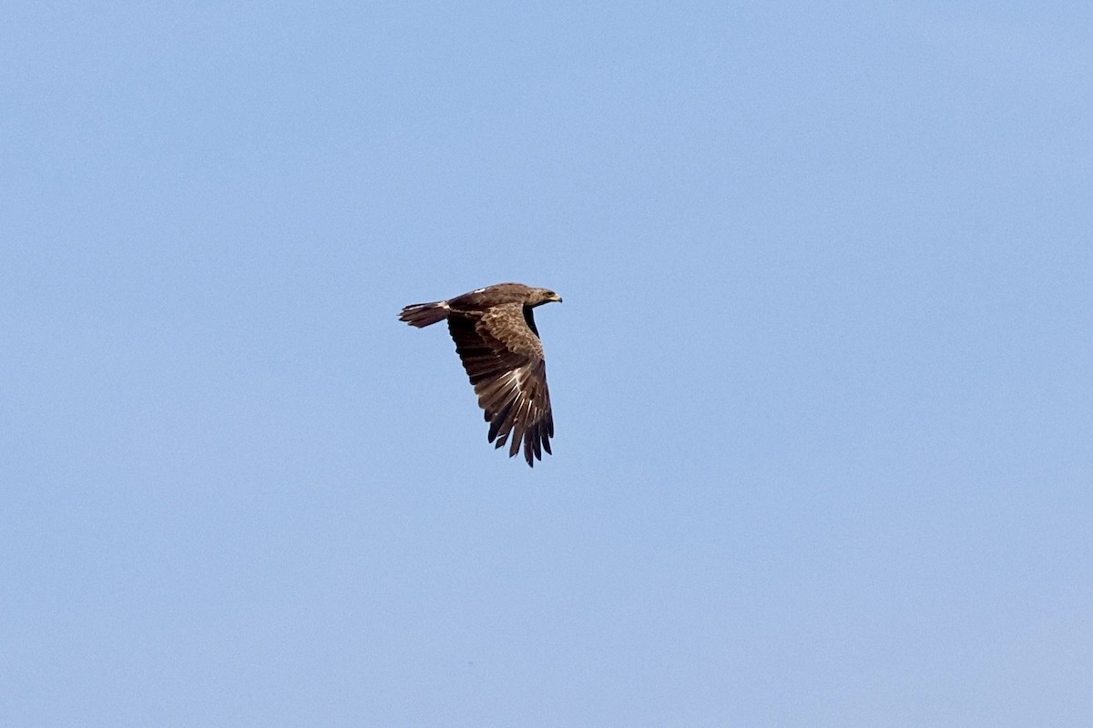 Lesser Spotted Eagle - ML618155830