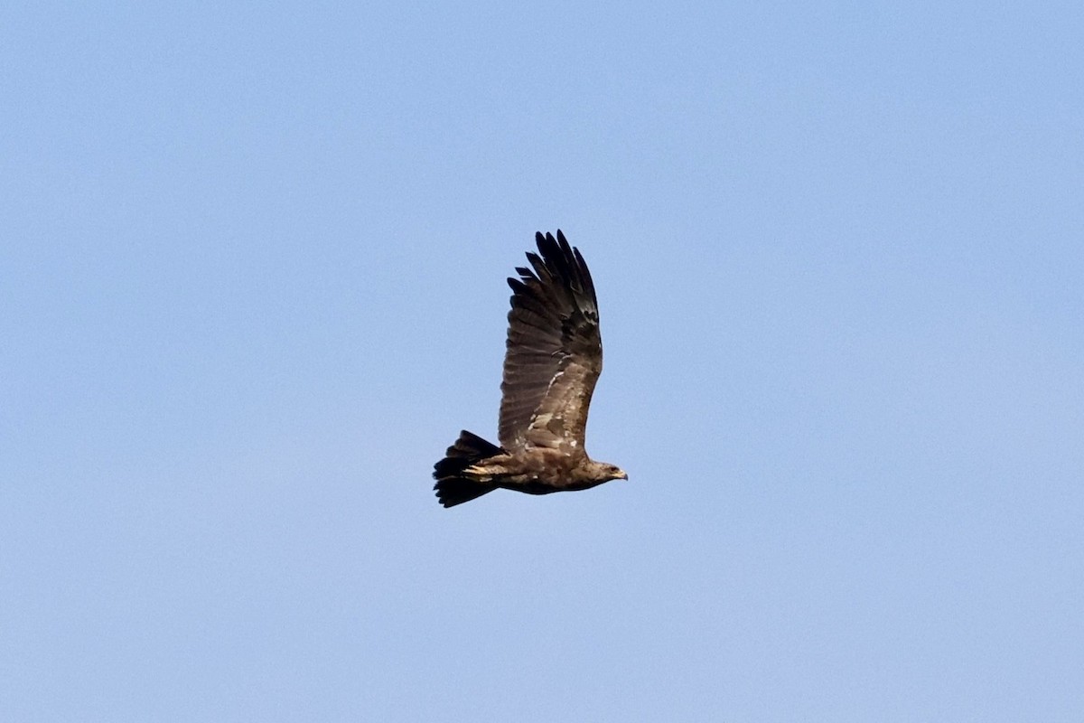 Lesser Spotted Eagle - ML618155831