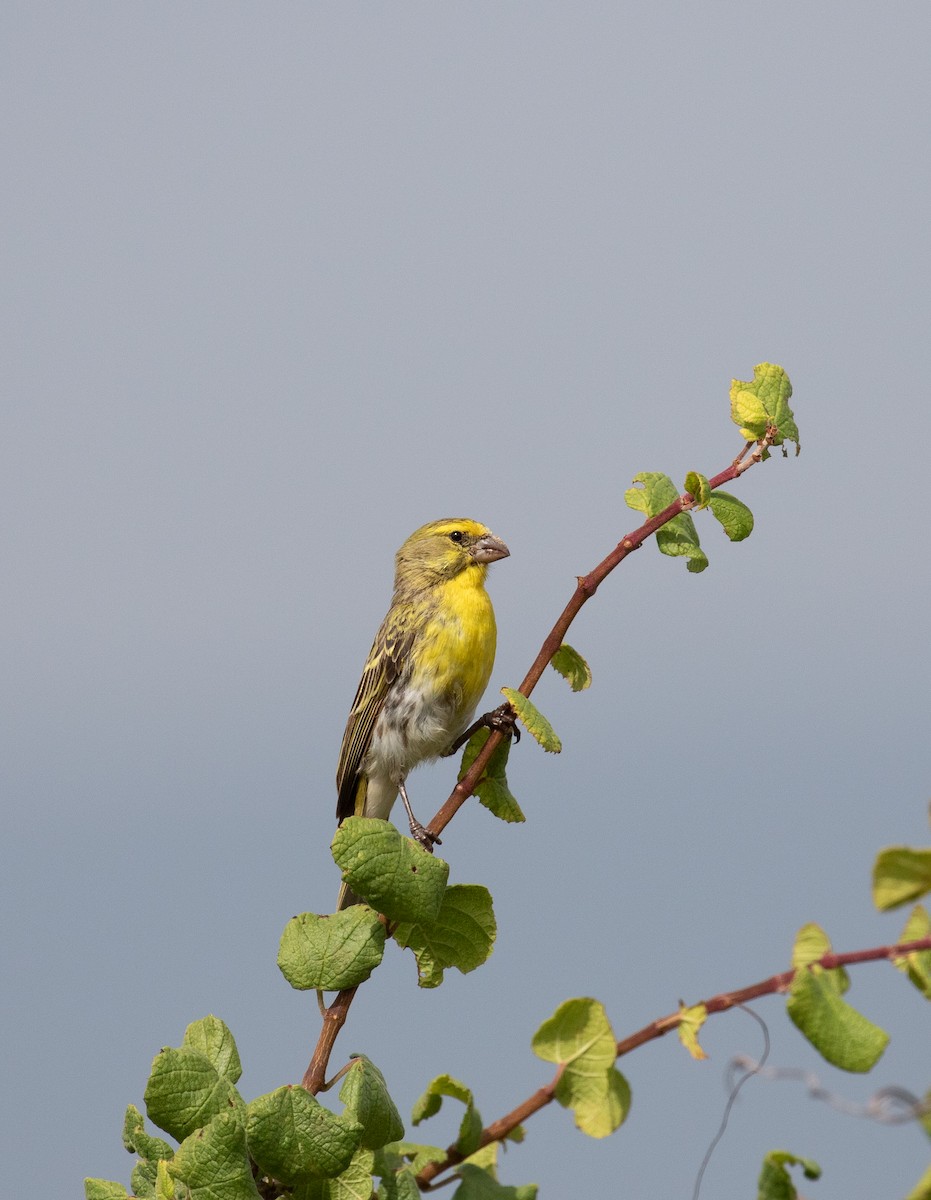 White-bellied Canary - ML618155834