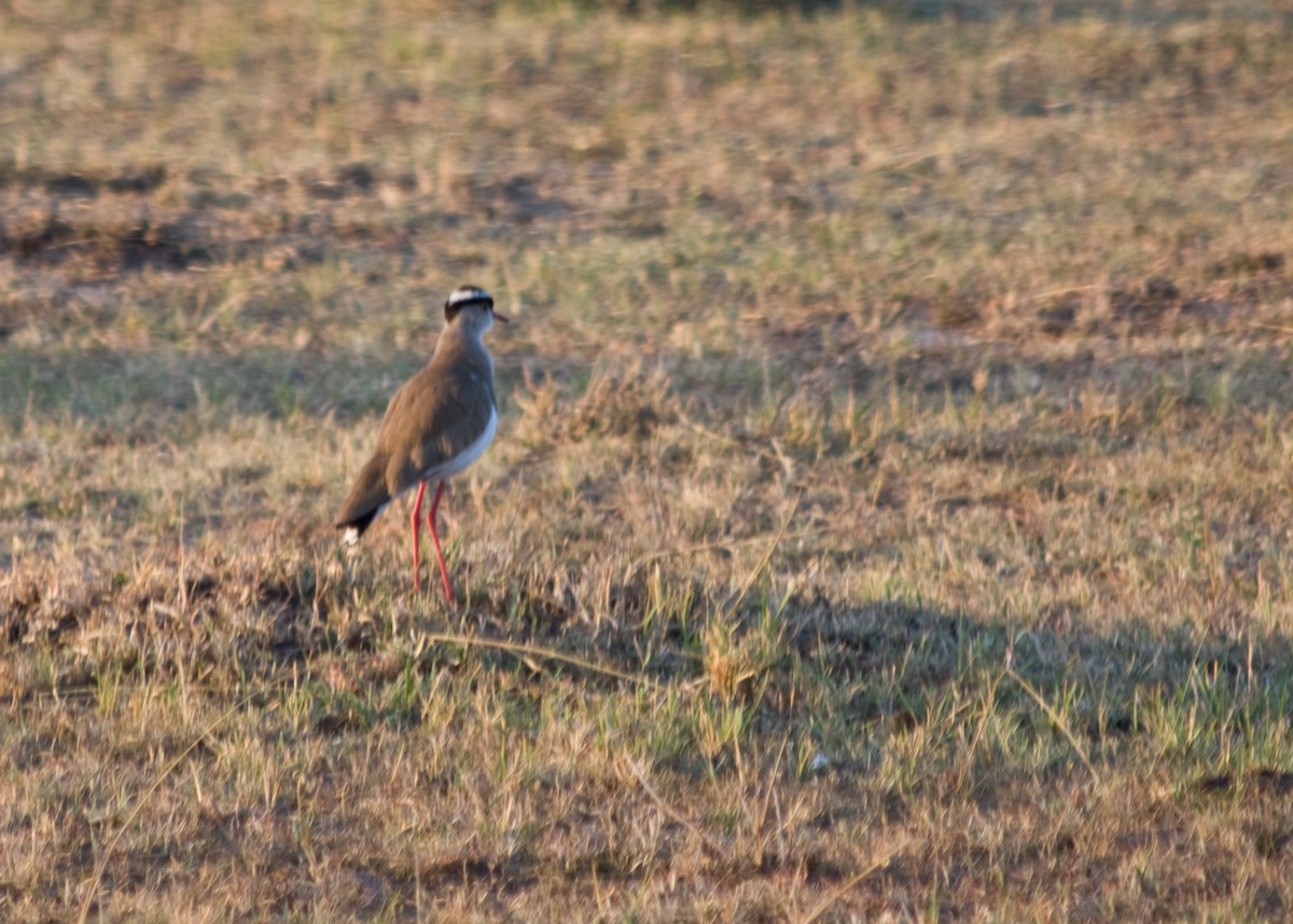 Crowned Lapwing - ML618155874