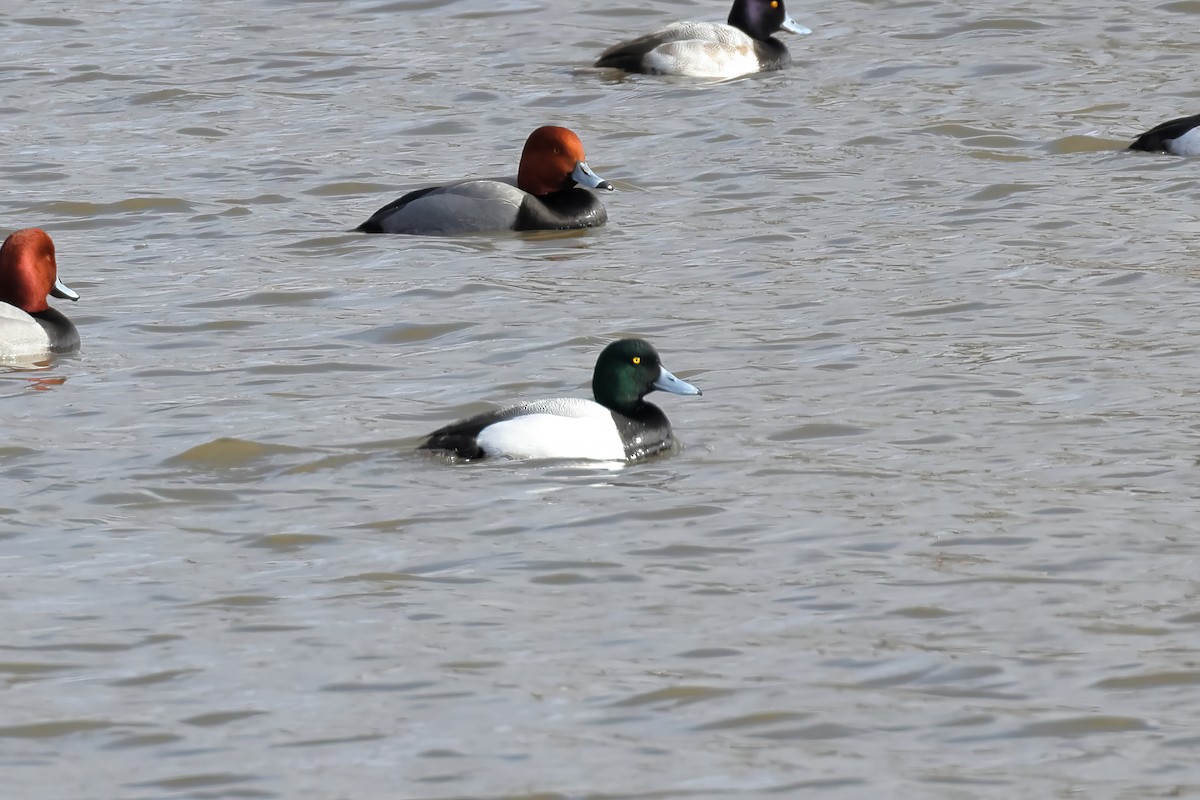 Greater Scaup - ML618155888