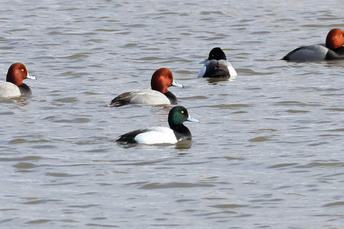 Greater Scaup - ML618155889