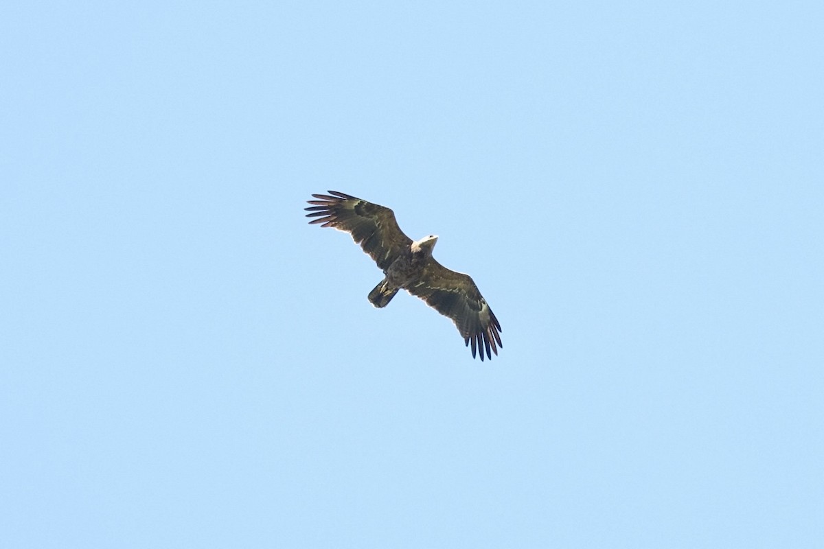 Lesser Spotted Eagle - ML618155898