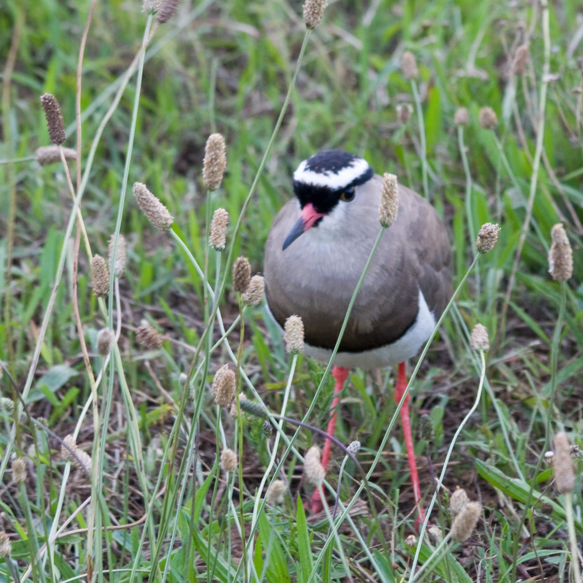 Crowned Lapwing - ML618155900