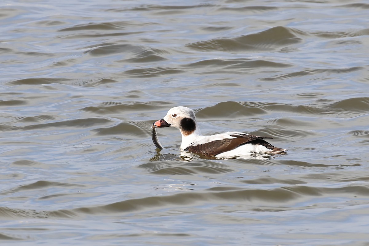 Long-tailed Duck - ML618155906