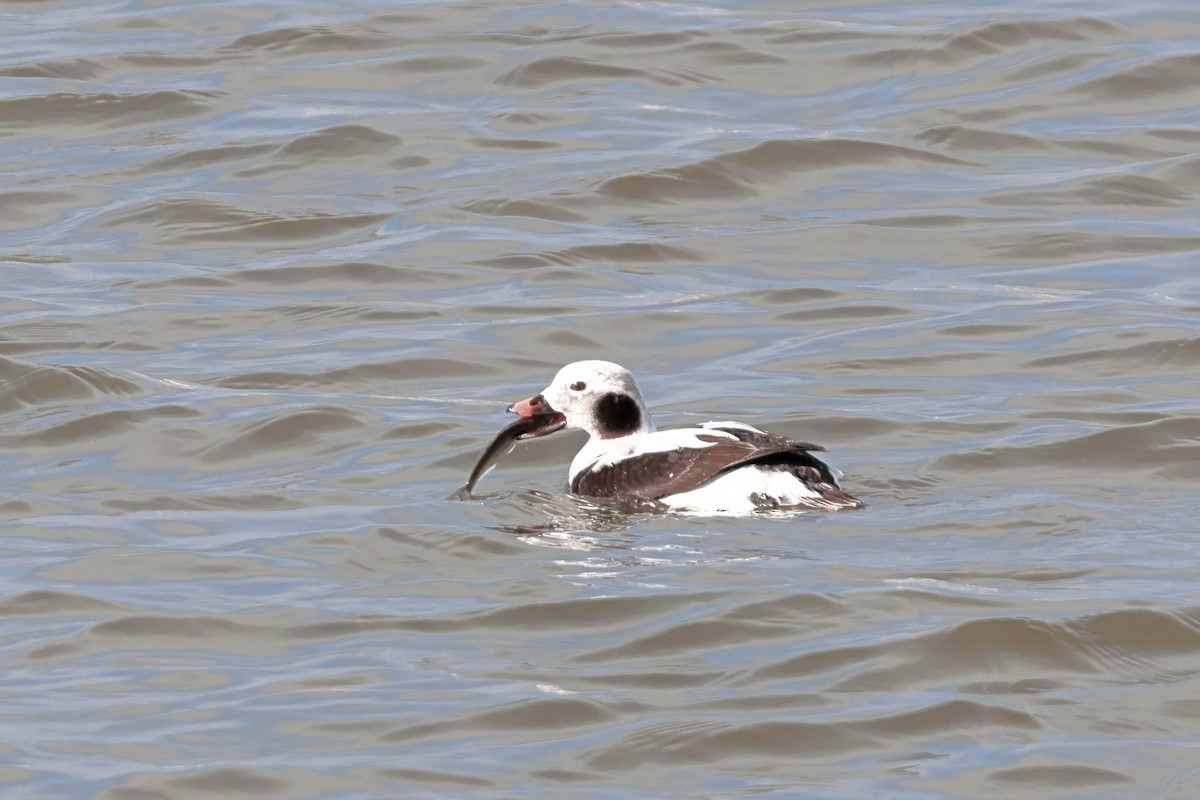Long-tailed Duck - ML618155908