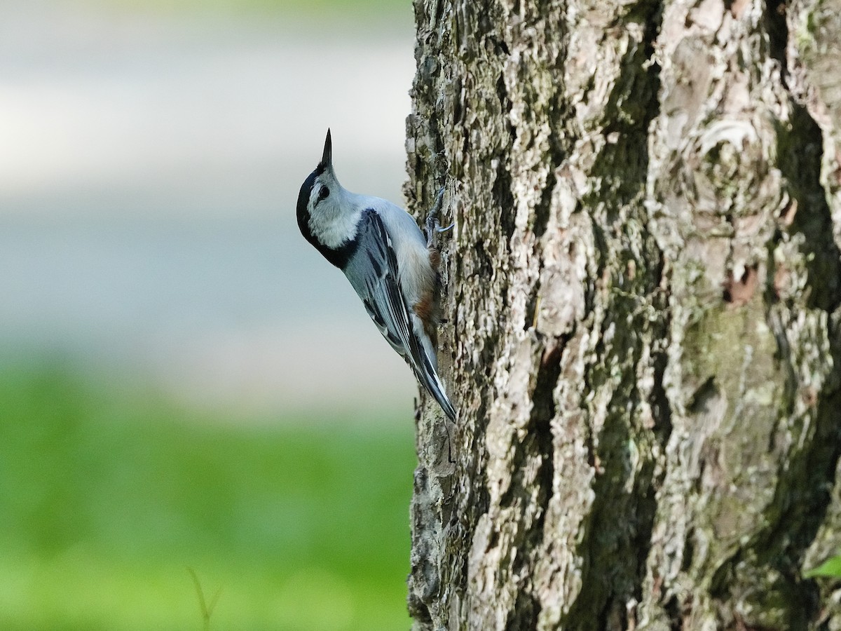 White-breasted Nuthatch - ML618155945
