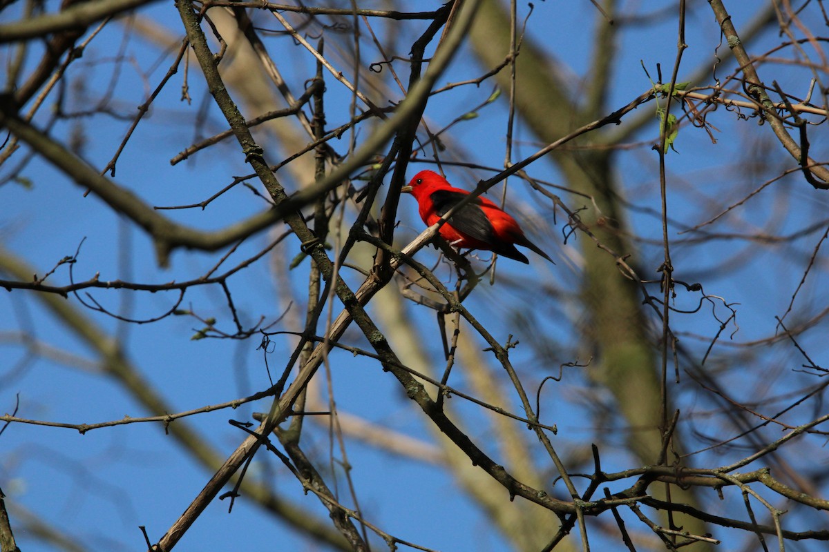 Scarlet Tanager - ML618155947