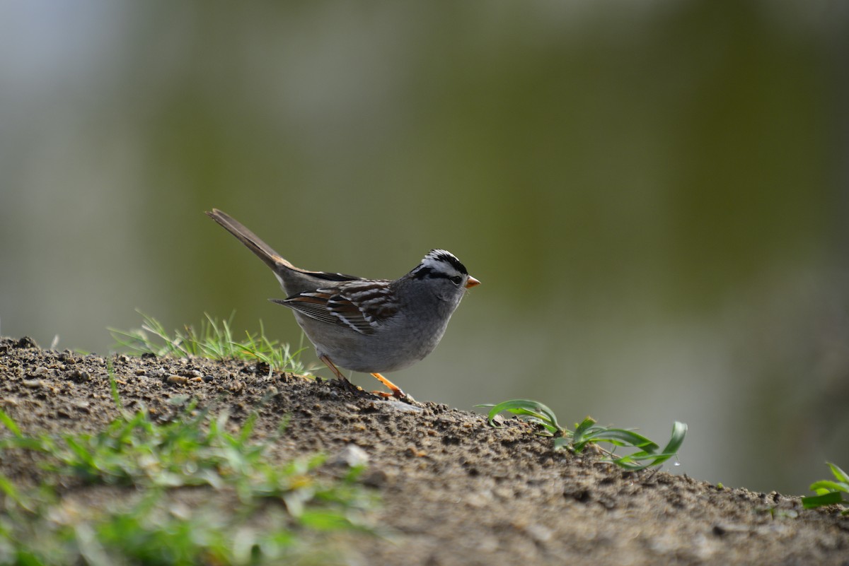 White-crowned Sparrow - Alex York