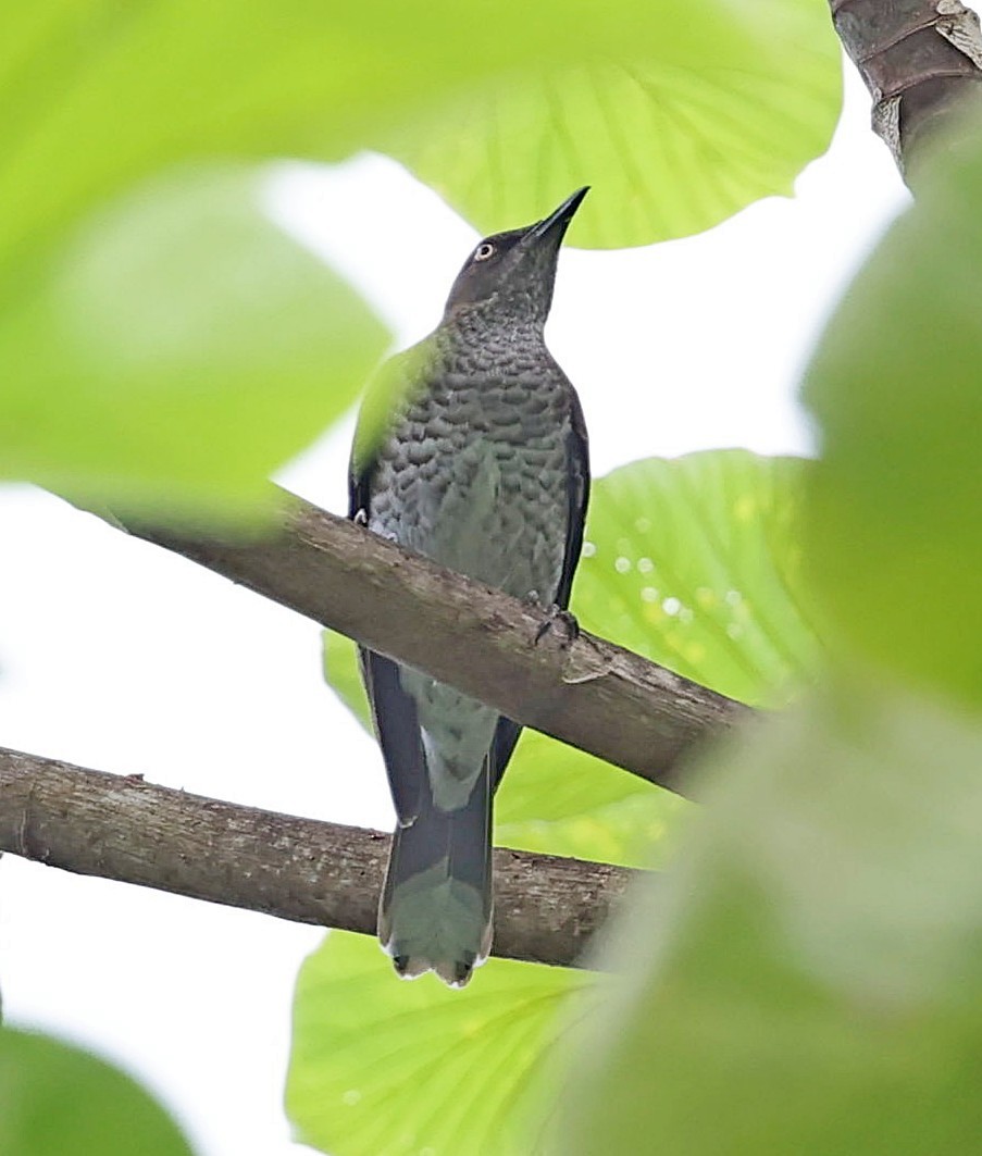 Scaly-breasted Thrasher - ML618155983