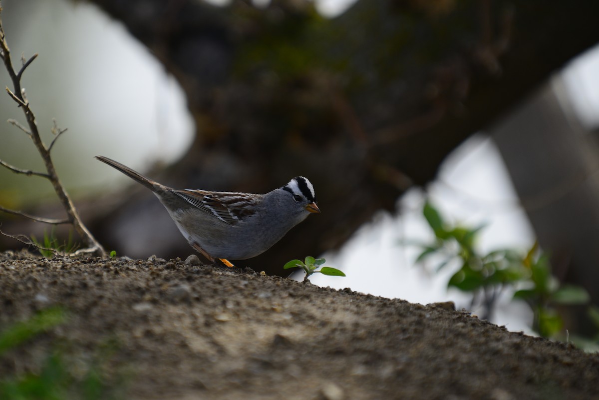 White-crowned Sparrow - ML618155995