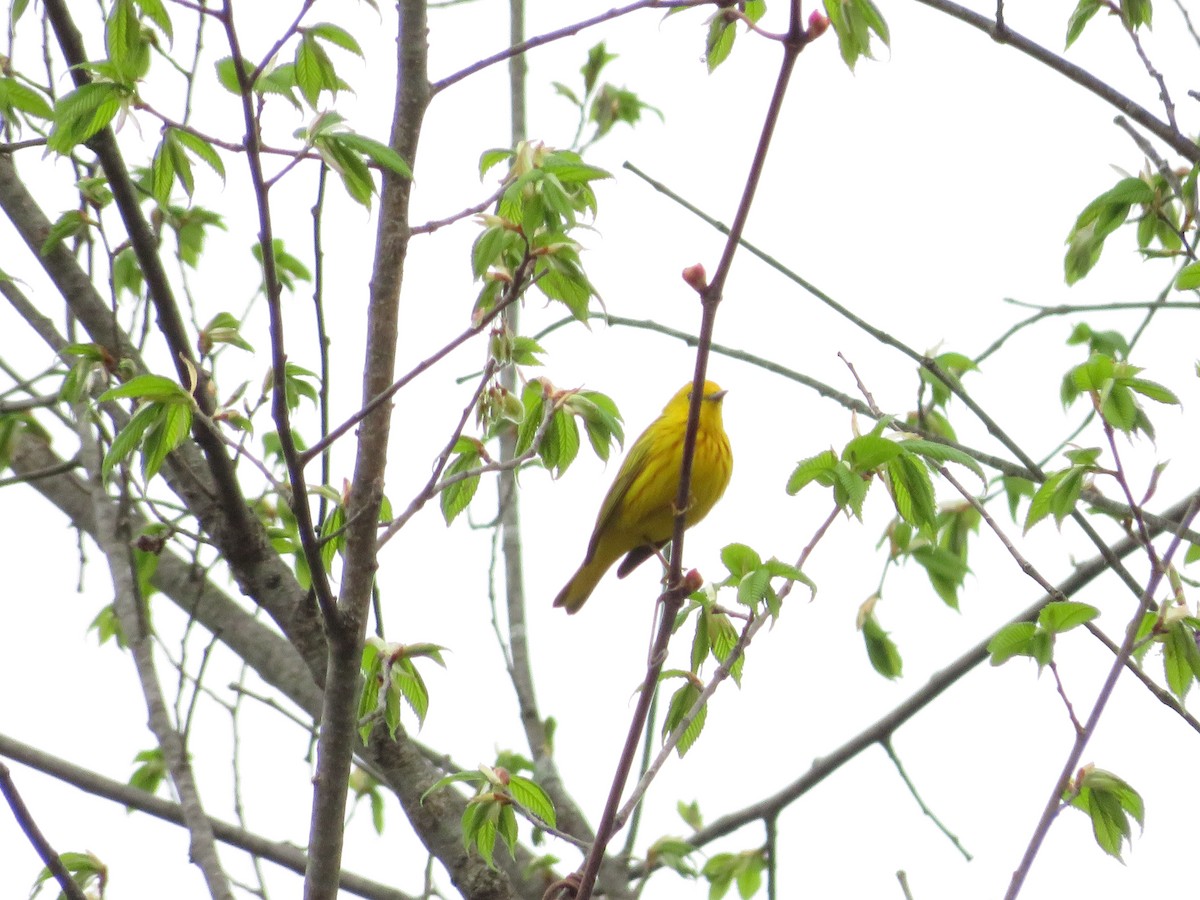 Yellow Warbler - ML618156013
