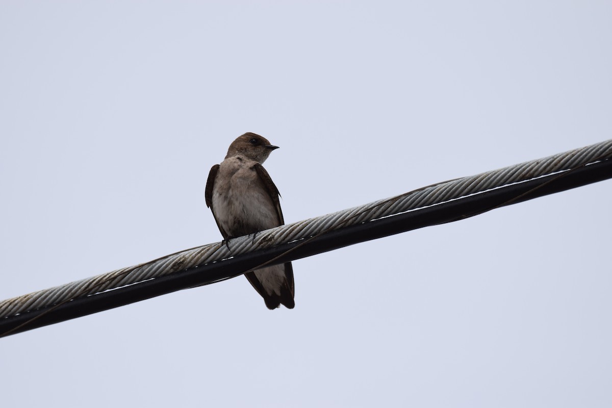 Northern Rough-winged Swallow - Andy Hudson