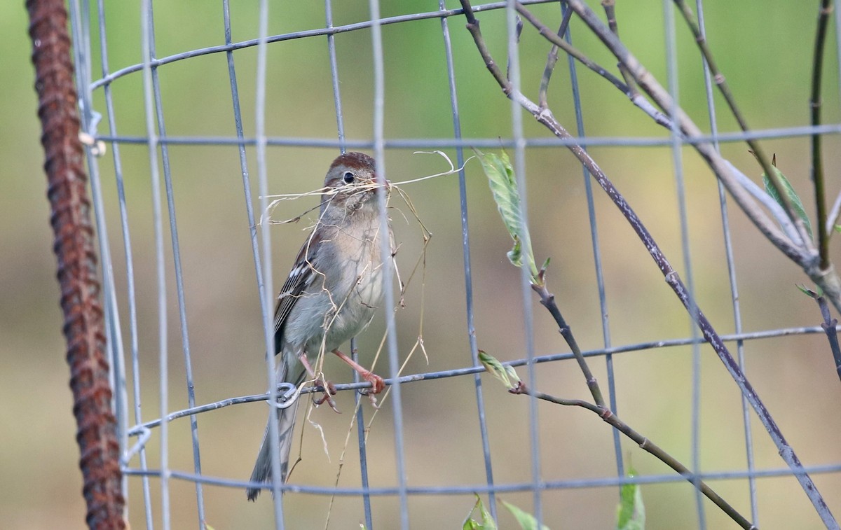 Field Sparrow - ML618156055
