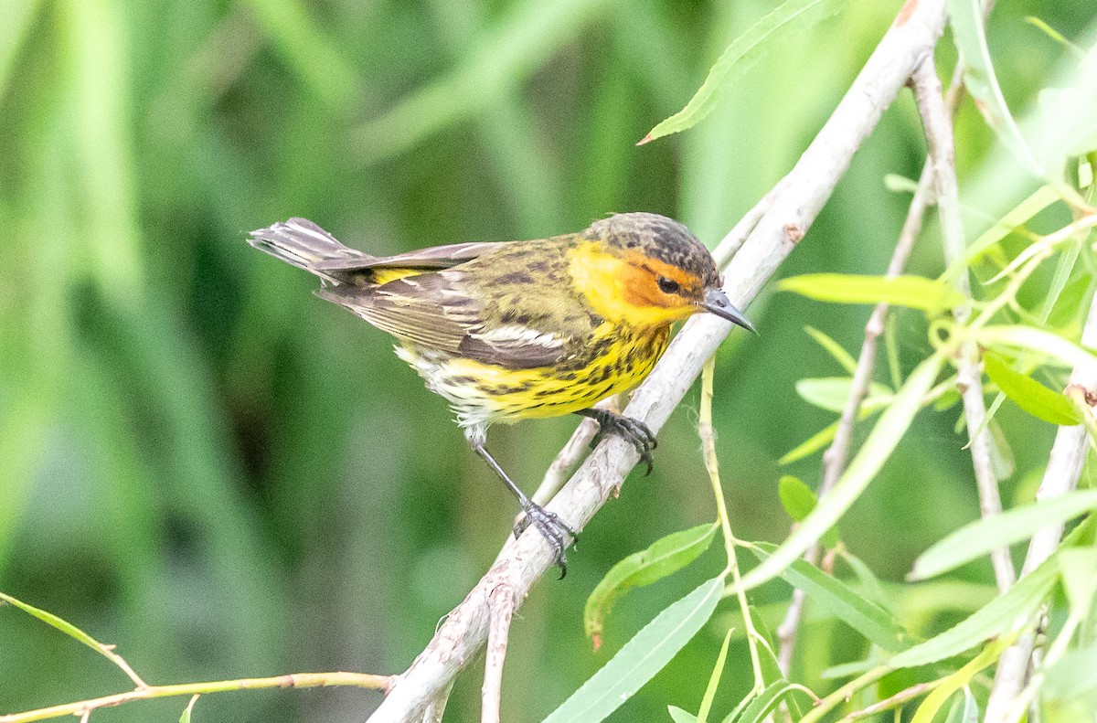 Cape May Warbler - ML618156071