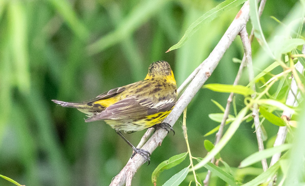 Cape May Warbler - ML618156072