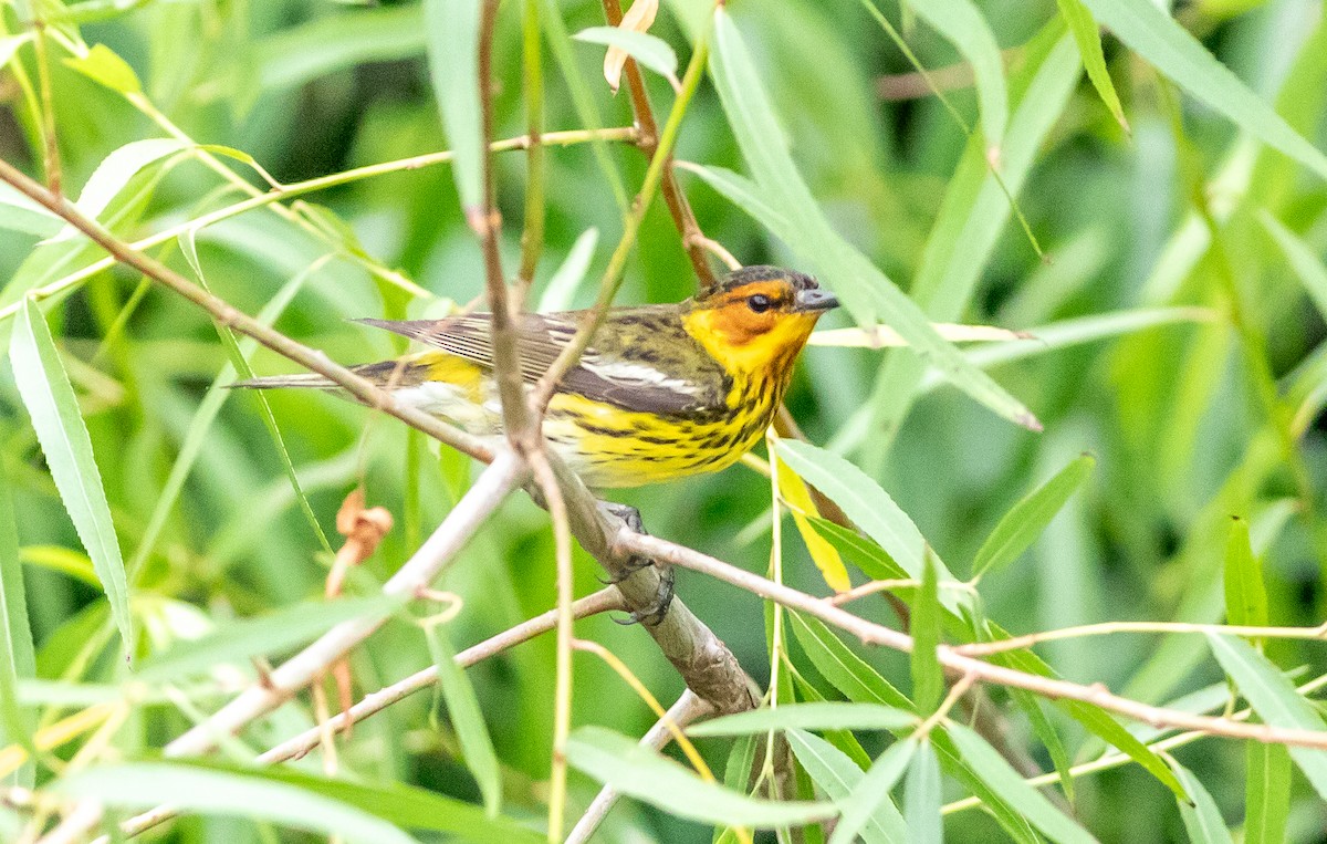 Cape May Warbler - ML618156073