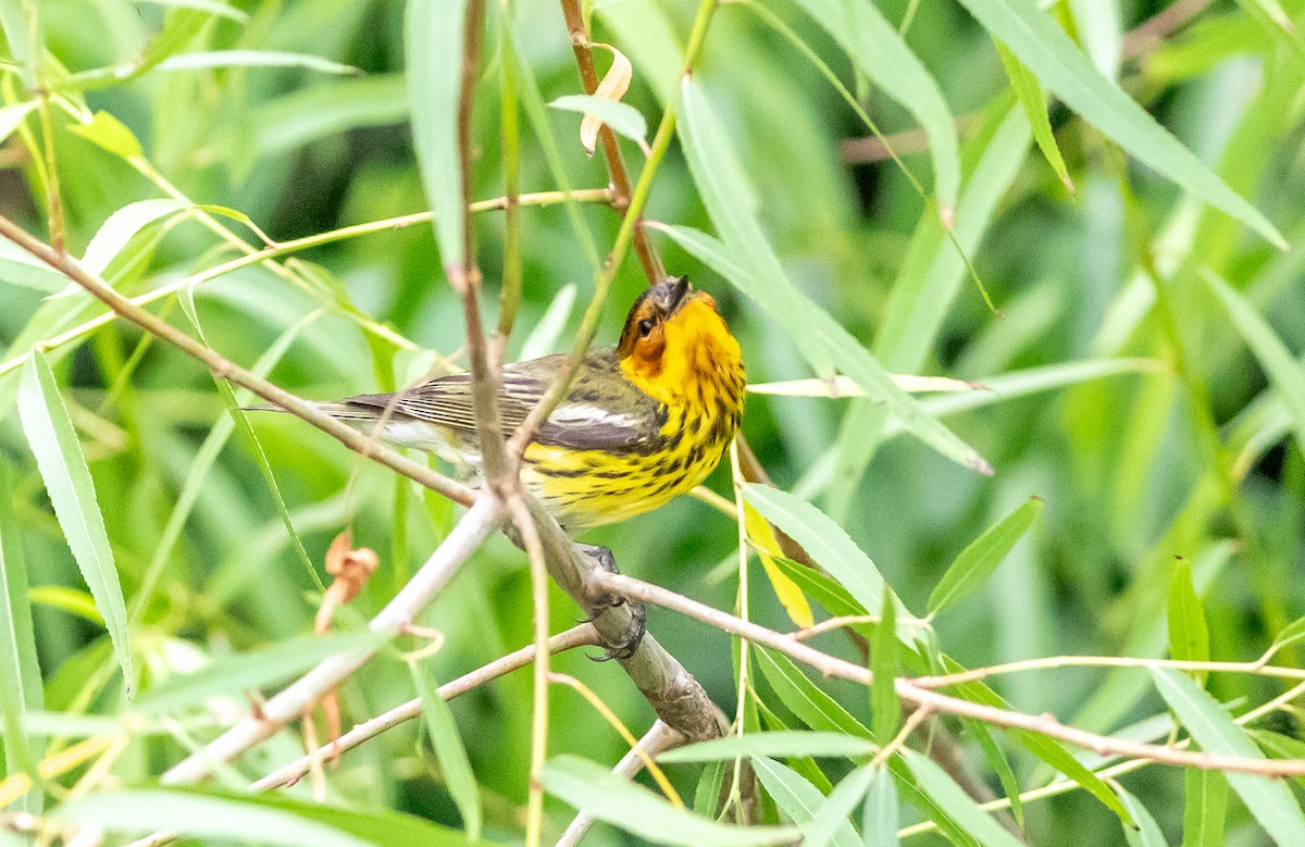 Cape May Warbler - ML618156074