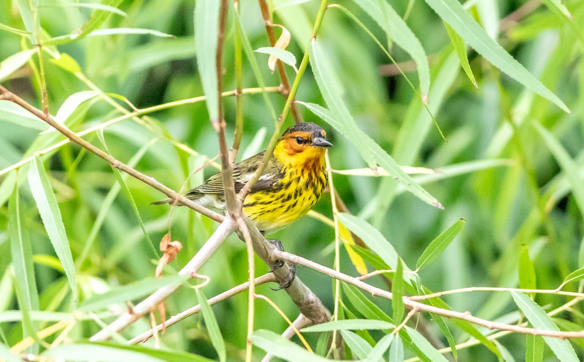 Cape May Warbler - ML618156076