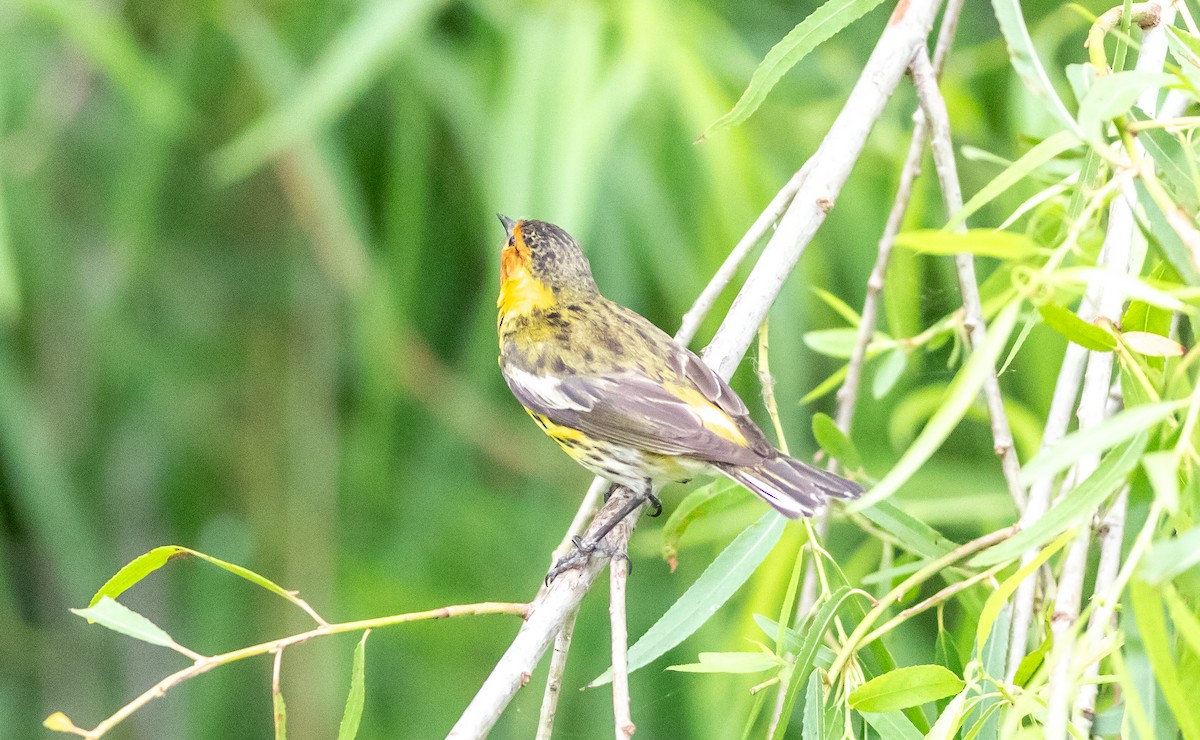 Cape May Warbler - ML618156077