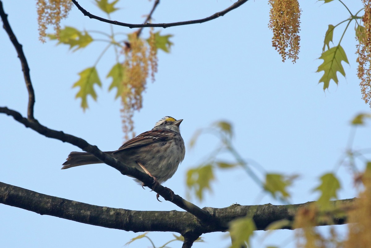 White-throated Sparrow - ML618156098