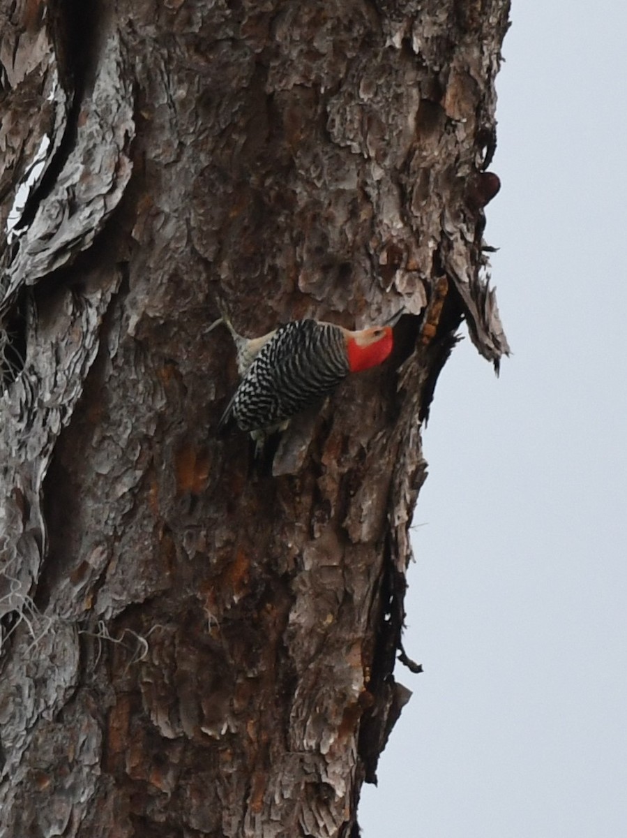Red-bellied Woodpecker - ML618156099