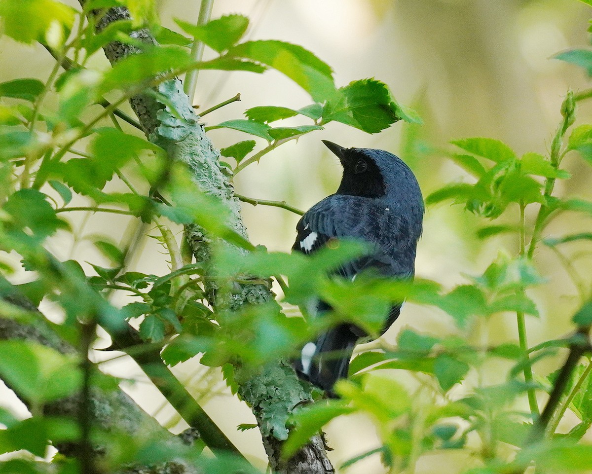 Black-throated Blue Warbler - ML618156103