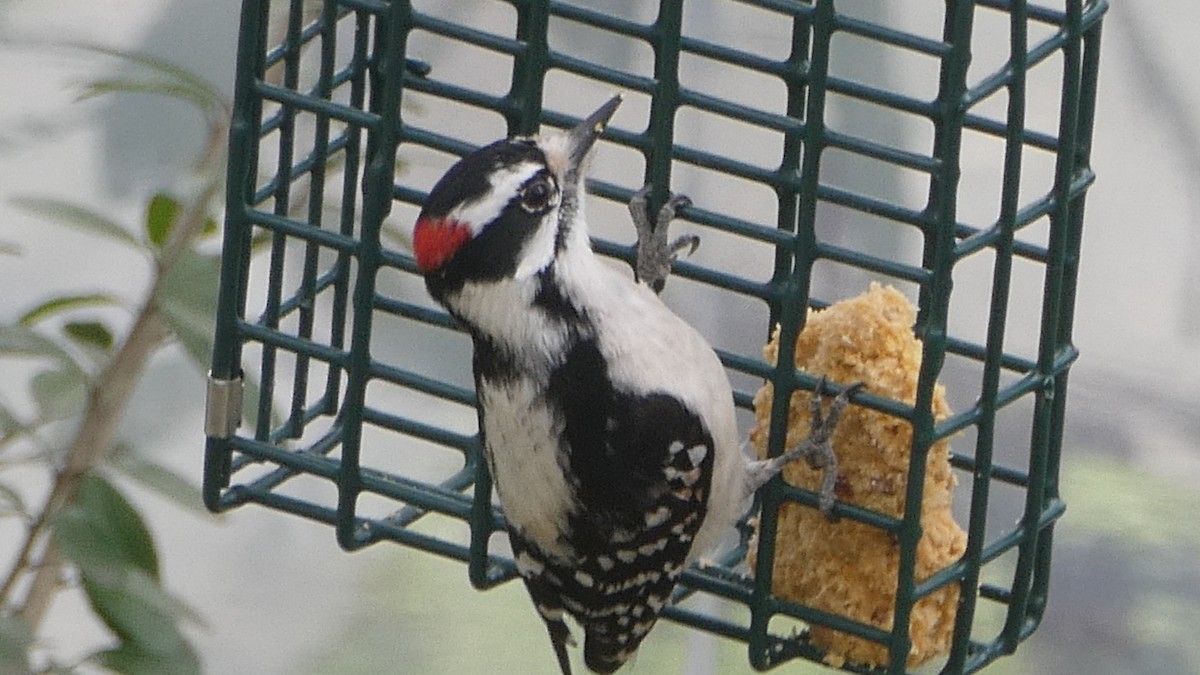 Downy Woodpecker - ML618156113