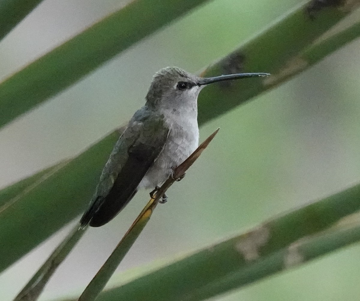 Black-chinned Hummingbird - Dawn Abbott