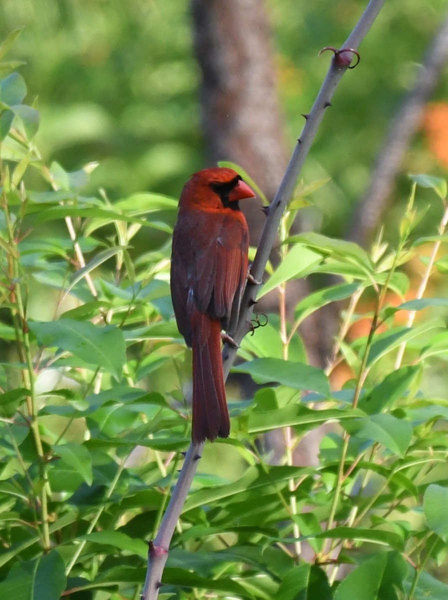 Cardinal rouge - ML618156115