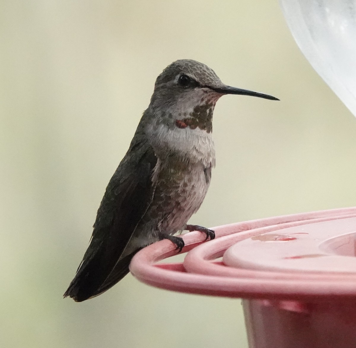 Anna's Hummingbird - ML618156125