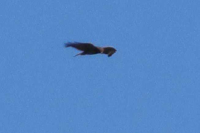 Short-tailed Hawk - ML618156137