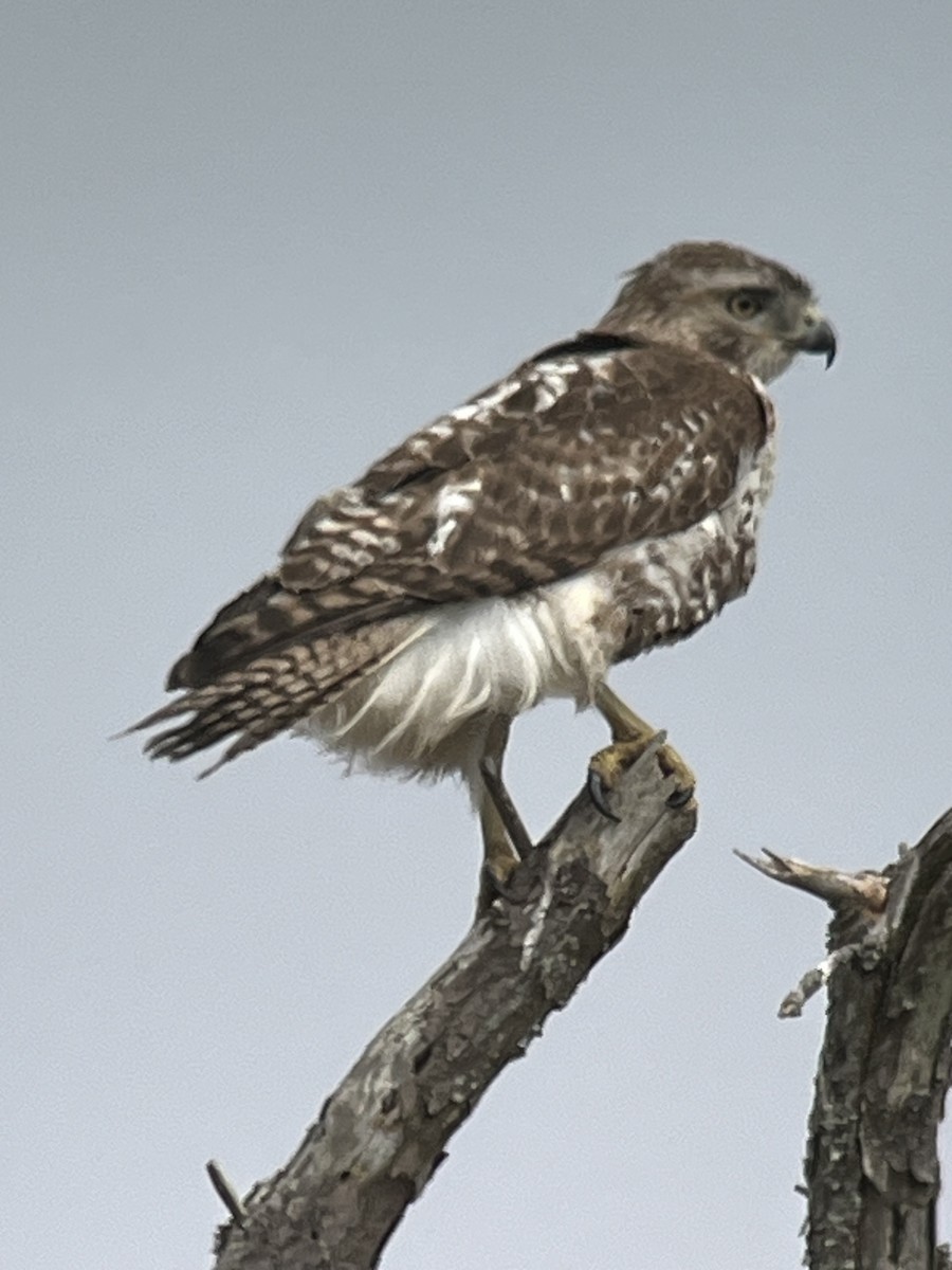 Red-tailed Hawk - Peter Grose