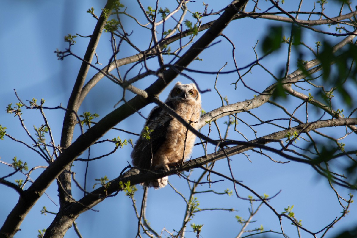 Great Horned Owl - ML618156209