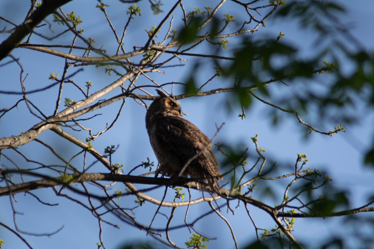Great Horned Owl - Landon Belding