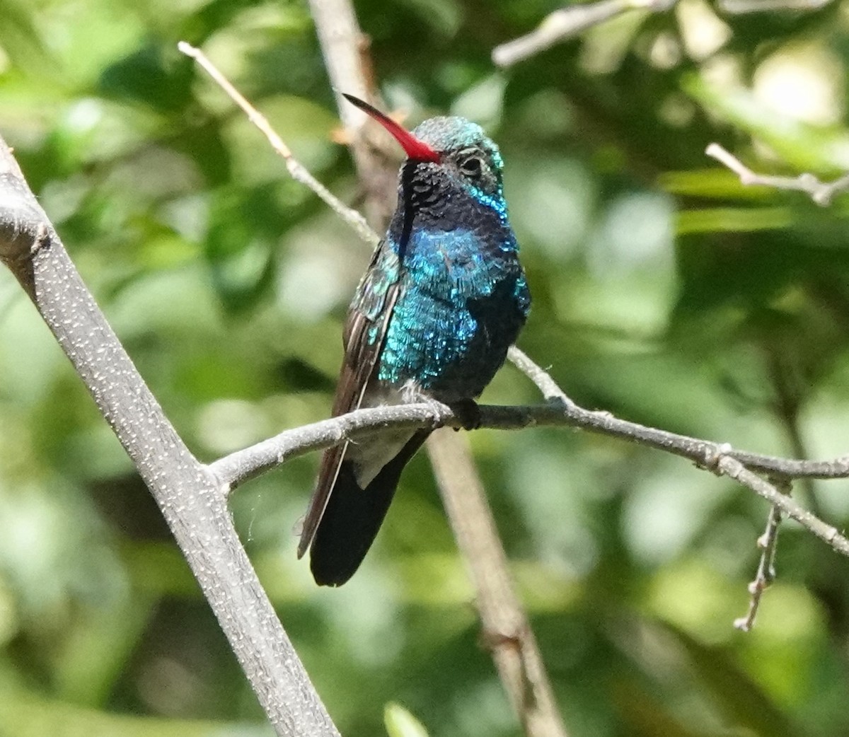 Broad-billed Hummingbird - Dawn Abbott