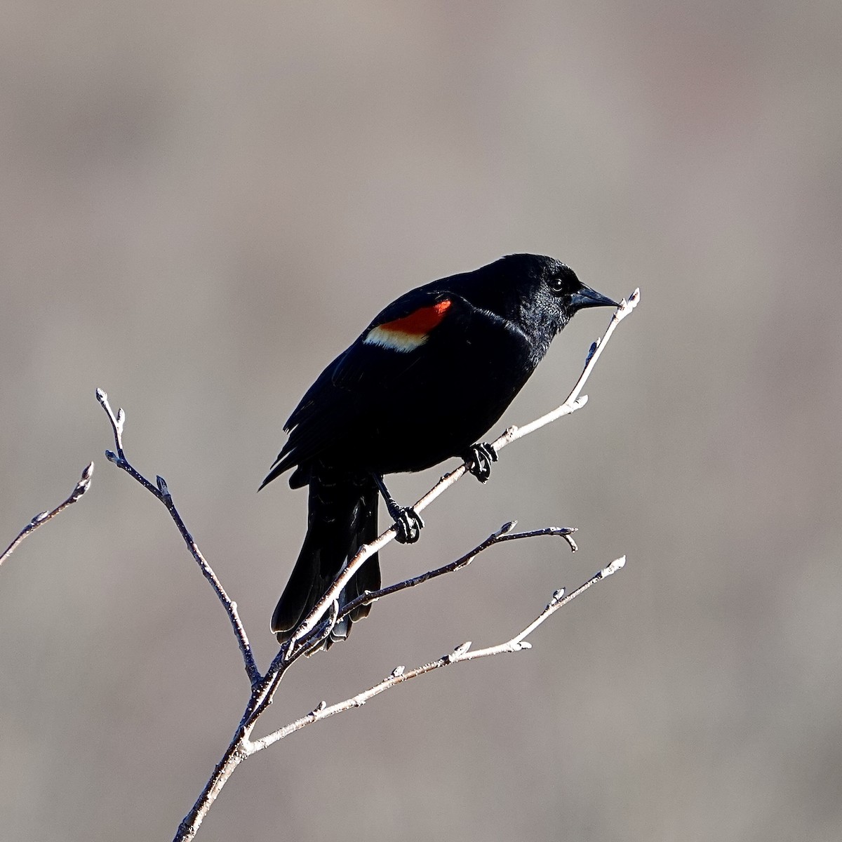 Red-winged Blackbird - ML618156242