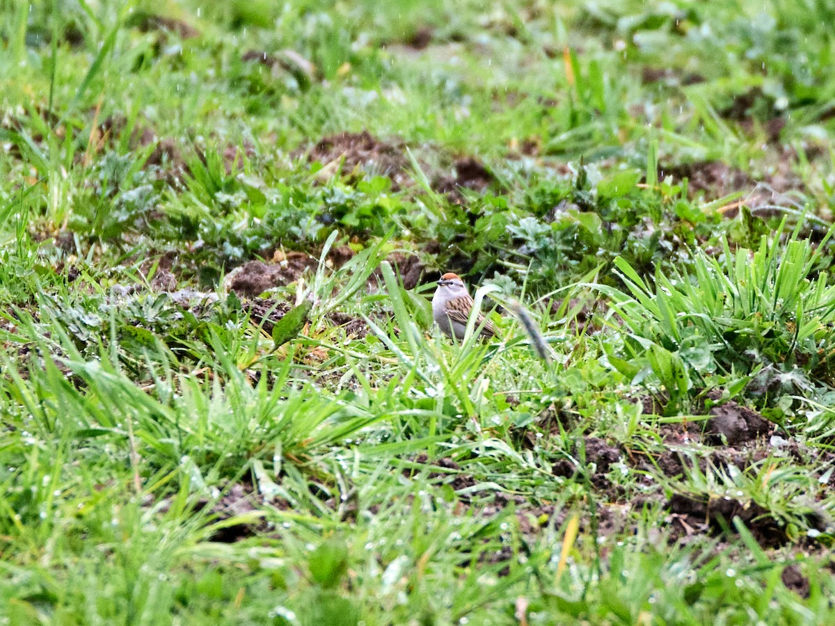 Chipping Sparrow - ML618156273